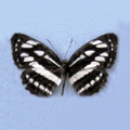 Common sailor Neptis hylas